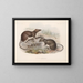 Mammals Pl 15 - Frederick DuCane Godman — framed artwork on a wall