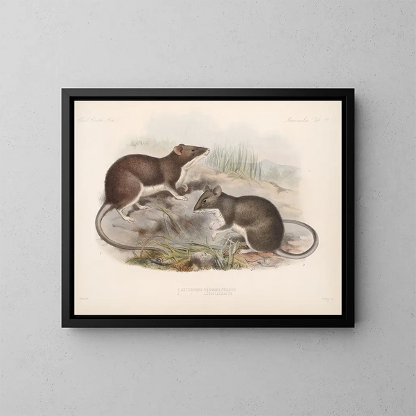 Mammals Pl 15 - Frederick DuCane Godman — framed artwork on a wall