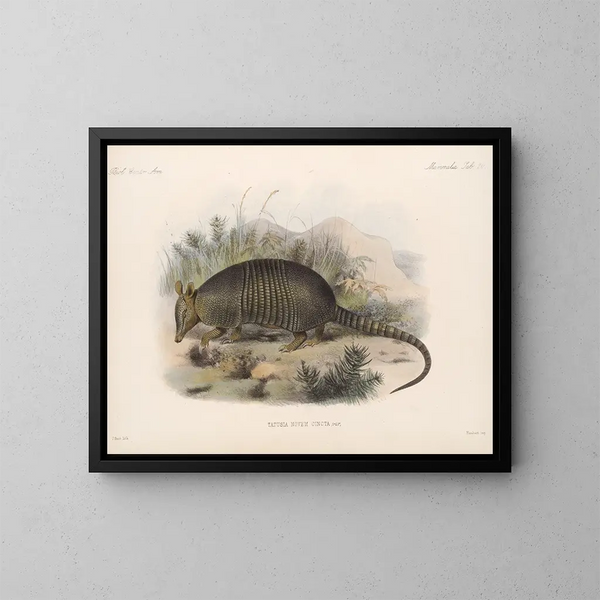 Mammifères Pl 18 - Frederick DuCane Godman — framed artwork on a wall