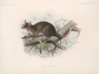 Mammals Pl 19 - Frederick DuCane Godman — artwork view