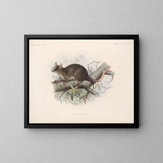 Mammals Pl 19 - Frederick DuCane Godman — framed artwork on a wall