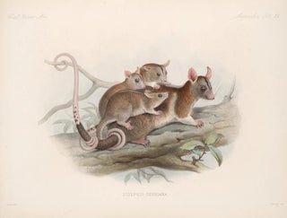 Mammifères Pl 20 - Frederick DuCane Godman — artwork view