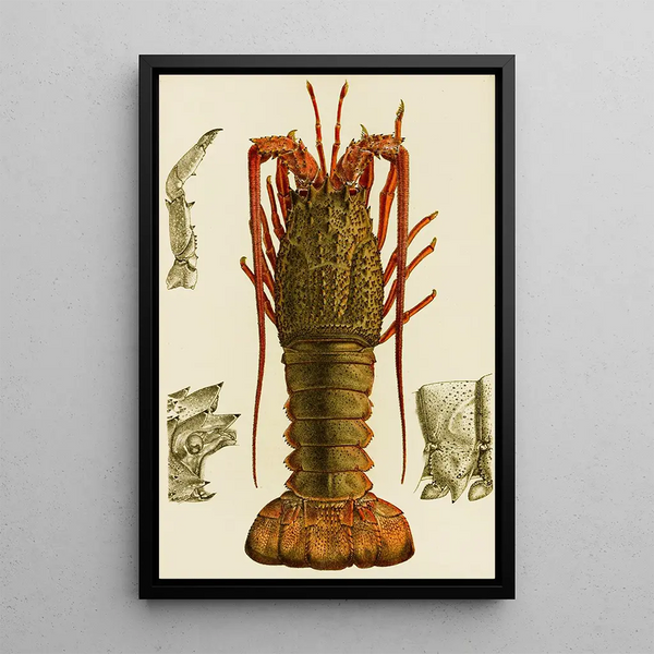 Crustaceans I - Frederick McCoy — framed artwork on a wall