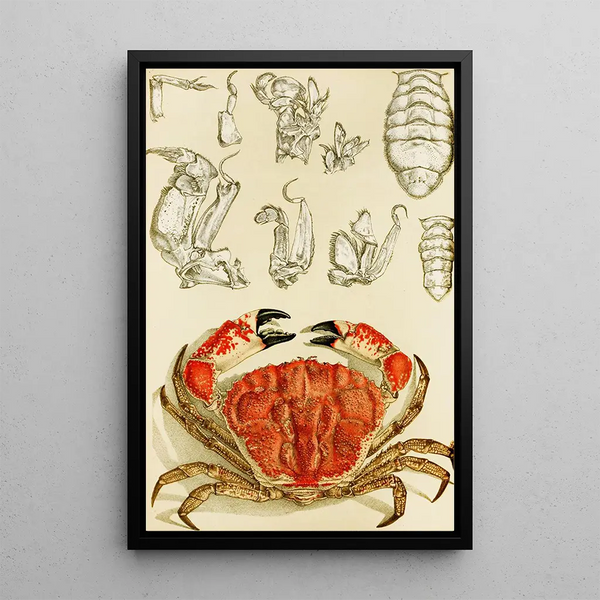 Crustacés III - Frederick McCoy — framed artwork on a wall