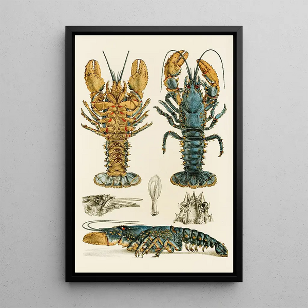 Crustaceans II - Frederick McCoy — framed artwork on a wall