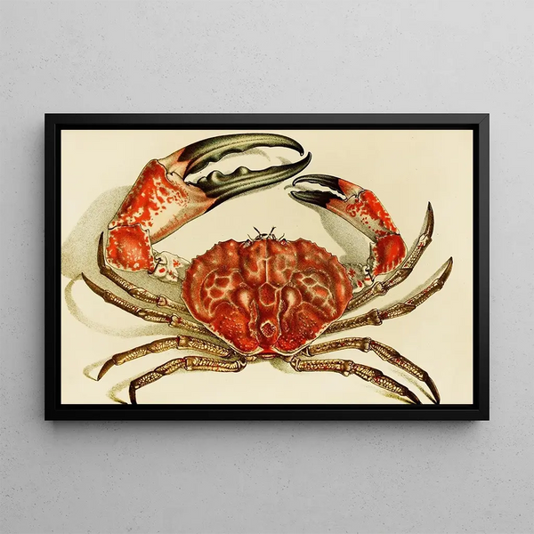 Crustaceans IV - Frederick McCoy — framed artwork on a wall