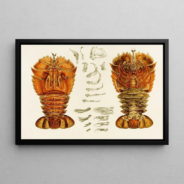Crustaceans V - Frederick McCoy — framed artwork on a wall
