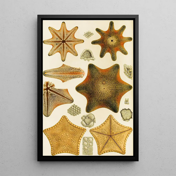 Echinoderms - Frederick McCoy — framed artwork on a wall