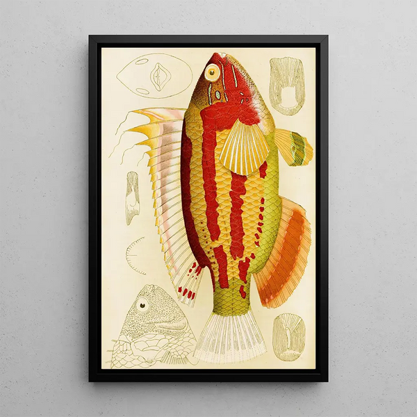 Fish III - Frederick McCoy — framed artwork on a wall