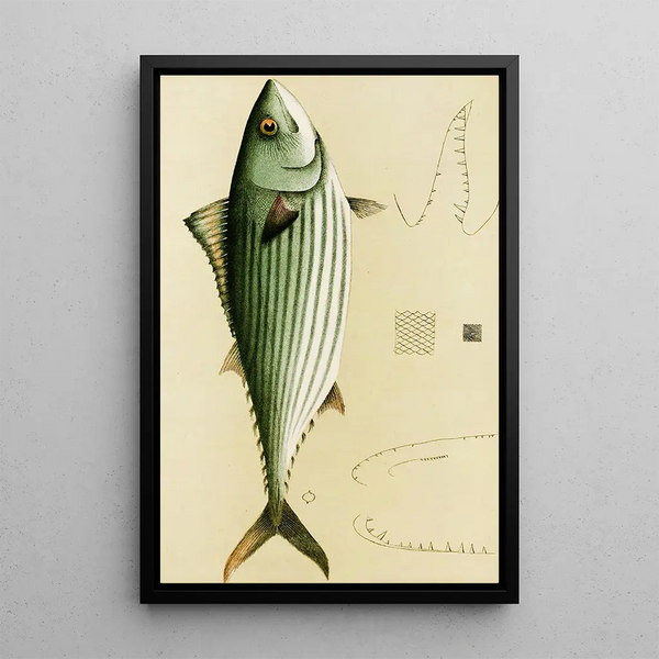 Fish II - Frederick McCoy — framed artwork on a wall