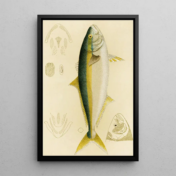 Fish IV - Frederick McCoy — framed artwork on a wall