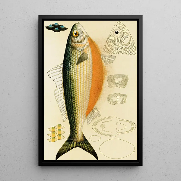 Fish IX - Frederick McCoy — framed artwork on a wall
