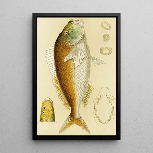 Fish VI - Frederick McCoy — framed artwork on a wall
