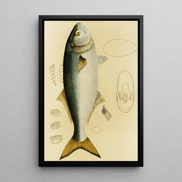 Fish VIII - Frederick McCoy — framed artwork on a wall