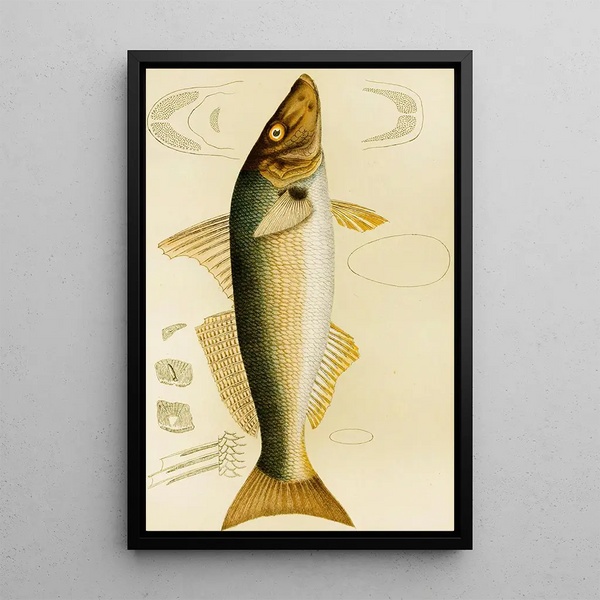 Fish VII - Frederick McCoy — framed artwork on a wall