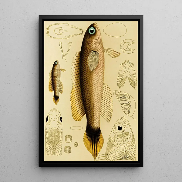 Fish XII - Frederick McCoy — framed artwork on a wall