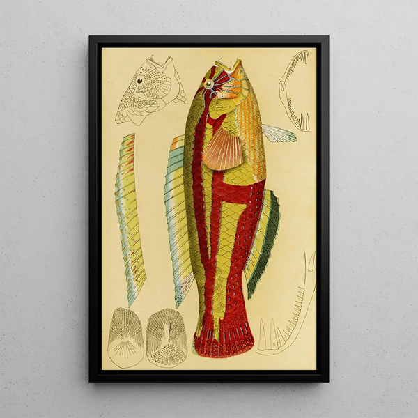 Fish XIII - Frederick McCoy — framed artwork on a wall
