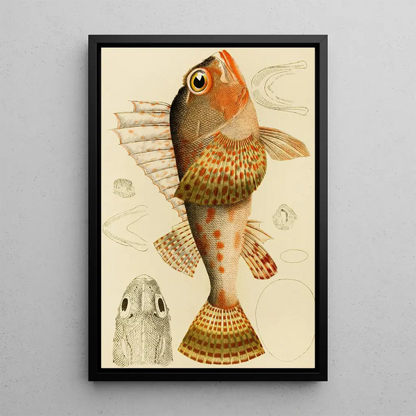 Fish XI - Frederick McCoy — framed artwork on a wall