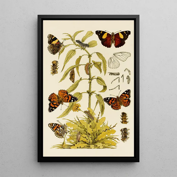 Insectes II - Frederick McCoy — framed artwork on a wall