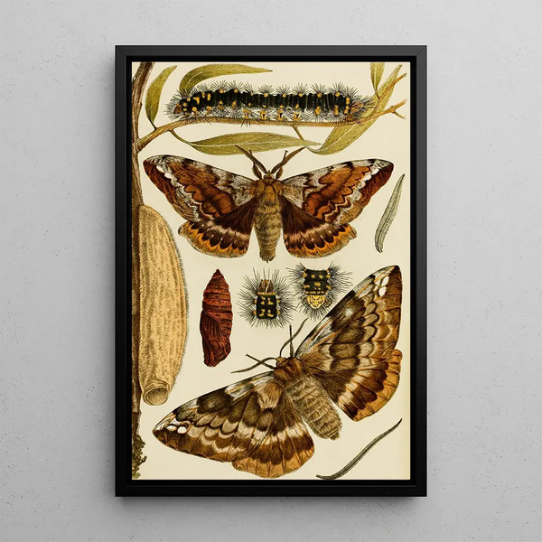 Insectes I - Frederick McCoy — framed artwork on a wall