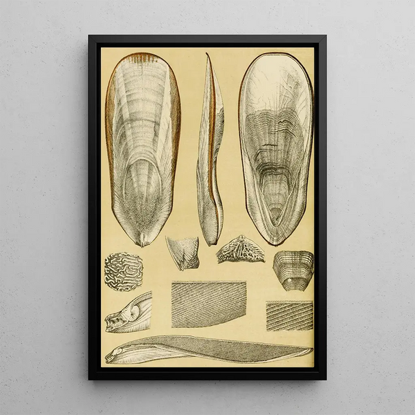 Mollusks III - Frederick McCoy — framed artwork on a wall
