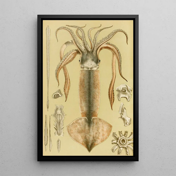 Mollusks II - Frederick McCoy — framed artwork on a wall