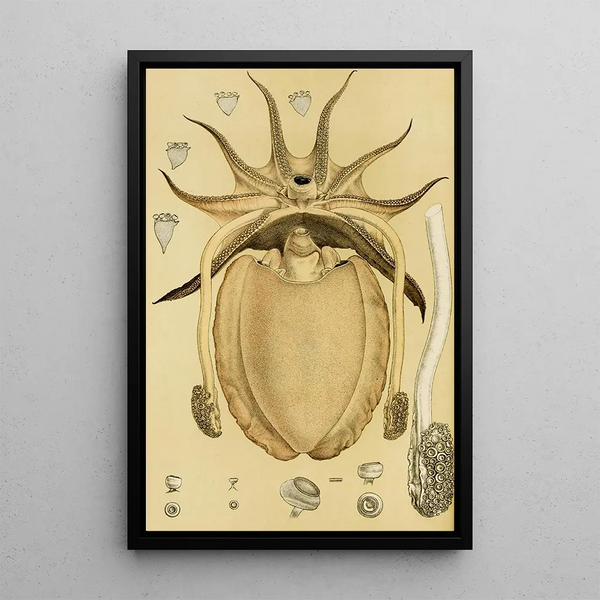 Mollusques IV - Frederick McCoy — framed artwork on a wall