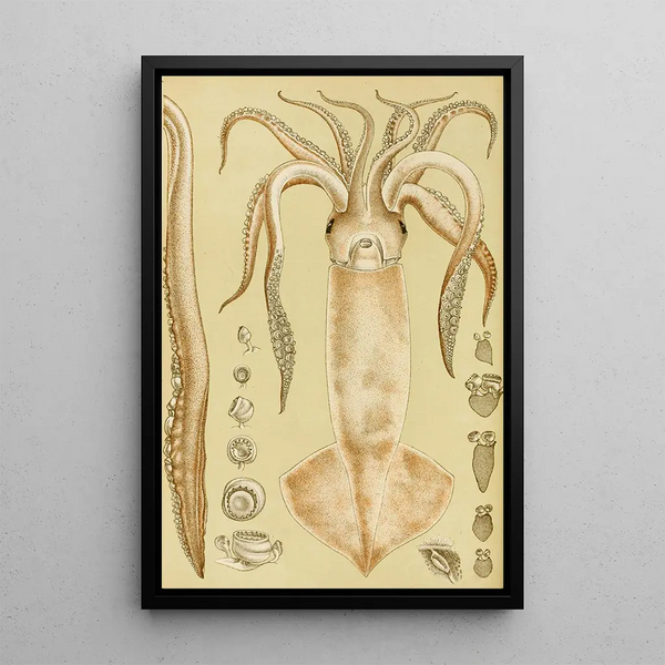 Mollusks Painting I - Frederick McCoy — framed artwork on a wall