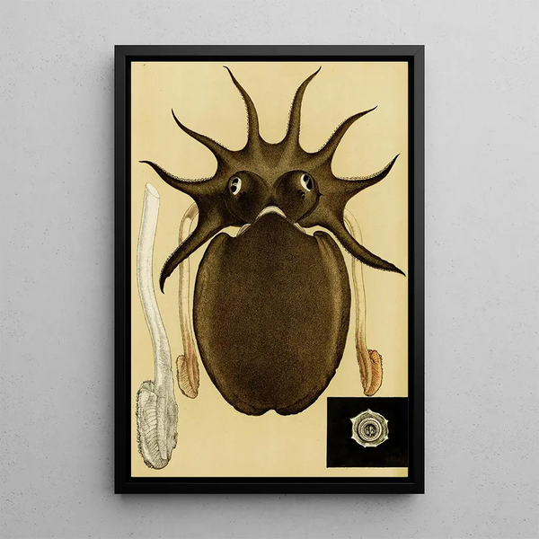 Mollusks V Painting - Frederick McCoy — framed artwork on a wall