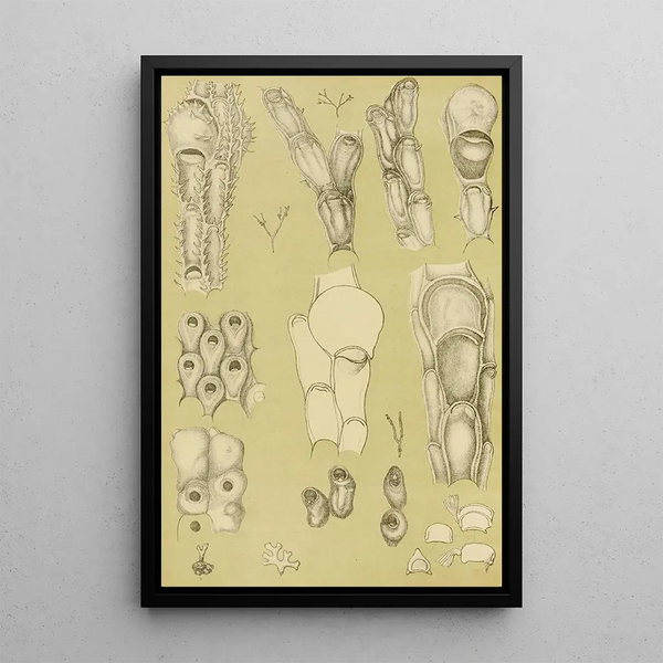 Bryozoaires III - Frederick McCoy — framed artwork on a wall