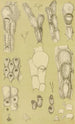 Bryozoaires III - Frederick McCoy — artwork view