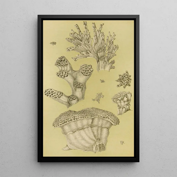 Bryozoaires II - Frederick McCoy — framed artwork on a wall