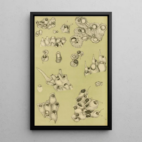 Bryozoaires IV - Frederick McCoy — framed artwork on a wall