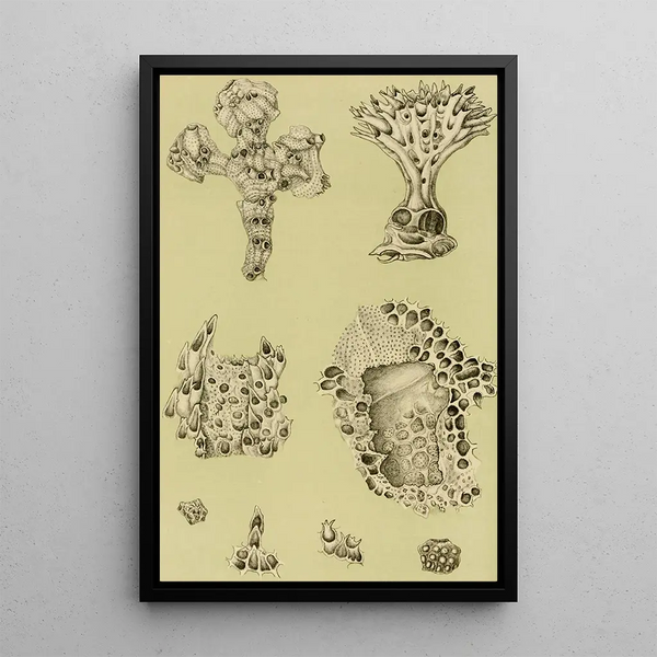 Bryozoaires IX - Frederick McCoy — framed artwork on a wall