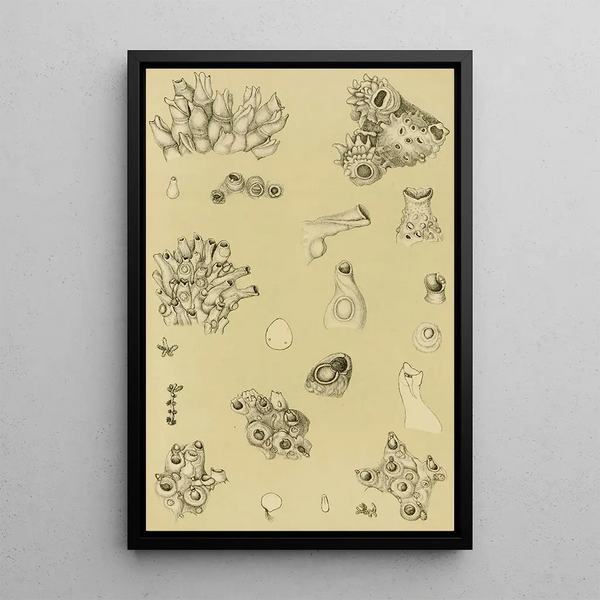 Bryozoaires I - Frederick McCoy — framed artwork on a wall