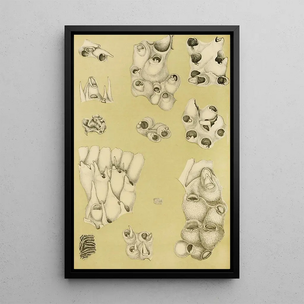 Bryozoaires VI - Frederick McCoy — framed artwork on a wall