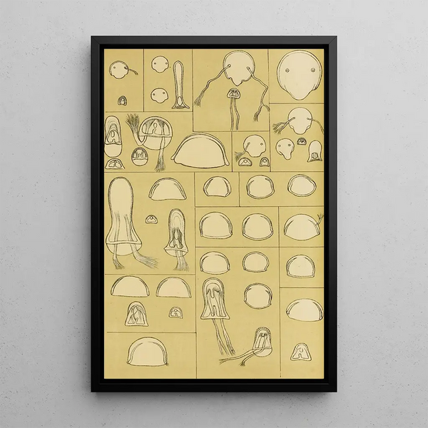 Bryozoaires VII - Frederick McCoy — framed artwork on a wall