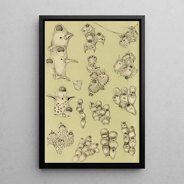 Bryozoaires VIII - Frederick McCoy — framed artwork on a wall