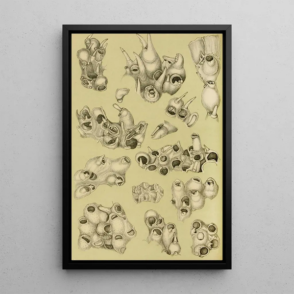 Bryozoaires V - Frederick McCoy — framed artwork on a wall