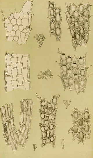 Frederick McCoy - Polyzoa X.webp