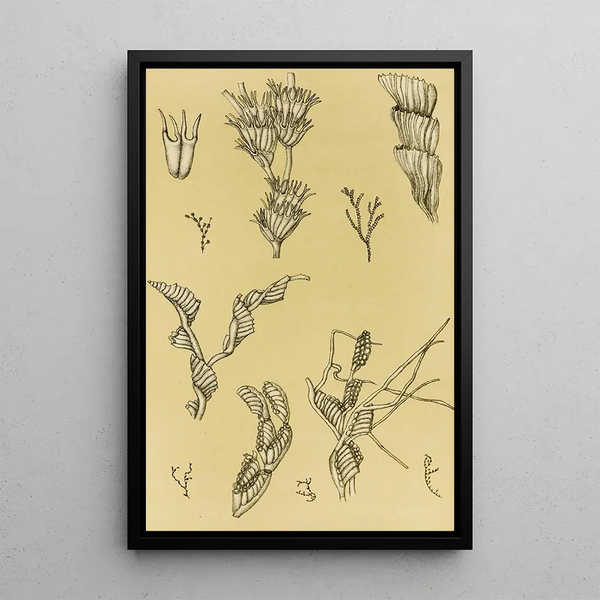 Bryozoaires XII - Frederick McCoy — framed artwork on a wall