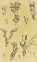 Bryozoaires XII - Frederick McCoy — artwork view