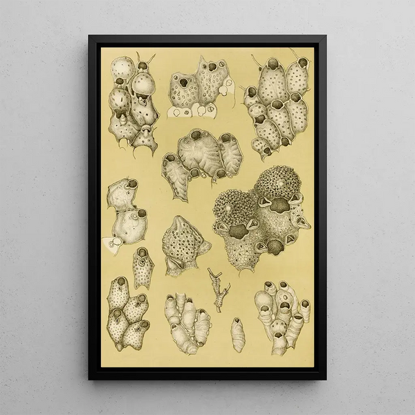 Bryozoaires XIV - Frederick McCoy — framed artwork on a wall