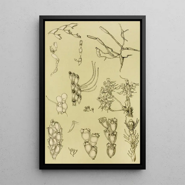 Bryozoaires XI - Frederick McCoy — framed artwork on a wall