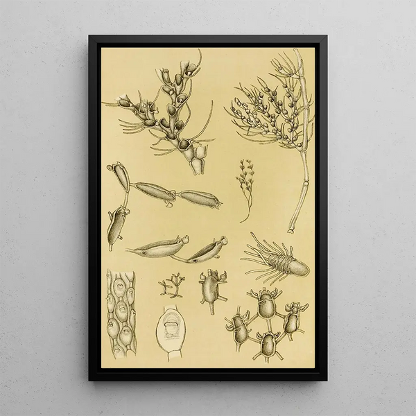 Bryozoaires XVI - Frederick McCoy — framed artwork on a wall