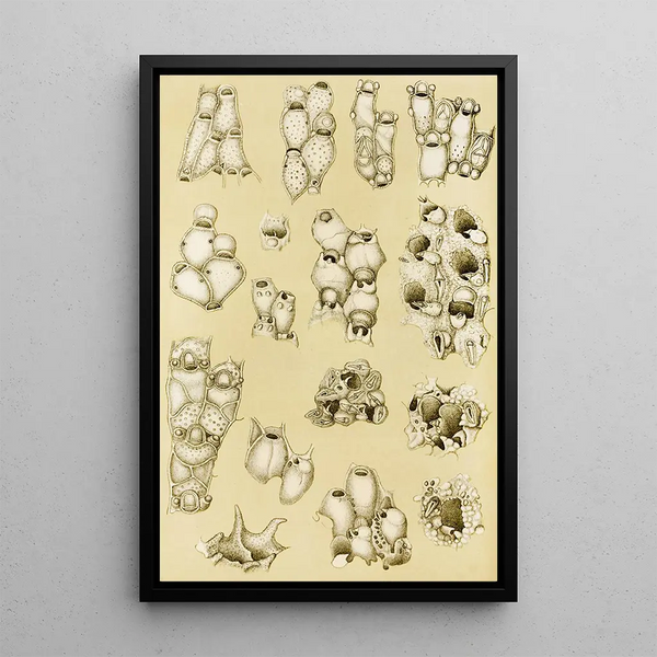 Bryozoaires XVII - Frederick McCoy — framed artwork on a wall
