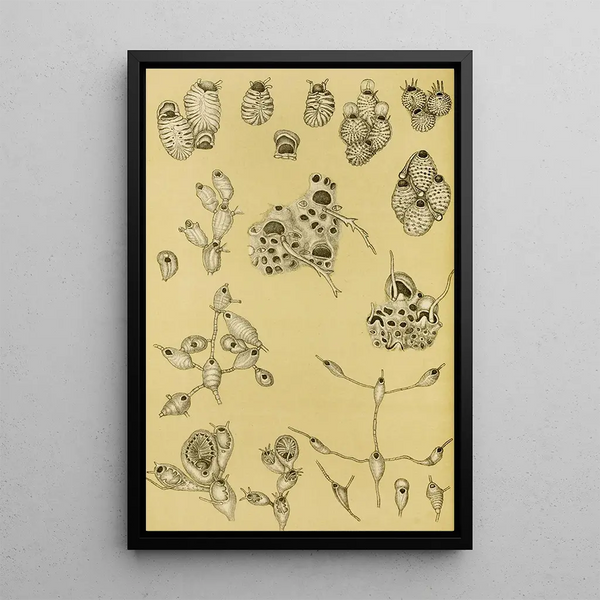Bryozoaires XV - Frederick McCoy — framed artwork on a wall