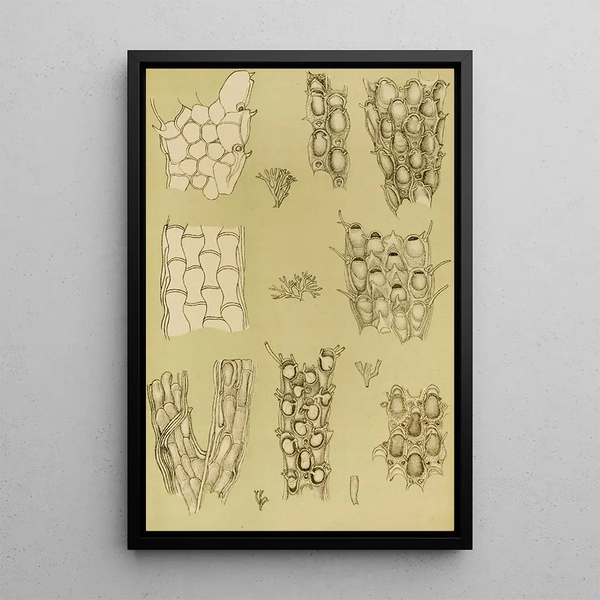 Bryozoaires X - Frederick McCoy — framed artwork on a wall