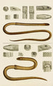 Reptiles III - Frederick McCoy — artwork view