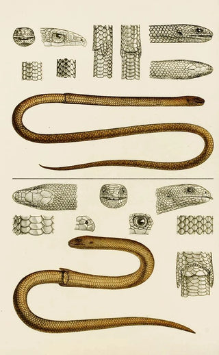 Frederick McCoy - Reptiles III.webp